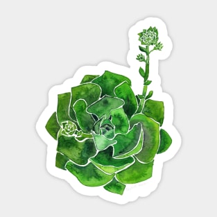 Watercolor Succulent Sticker